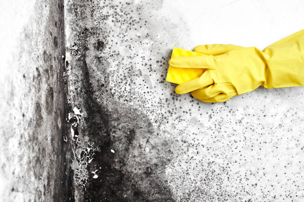 Best Residential Mold Remediation in Riverview, SC