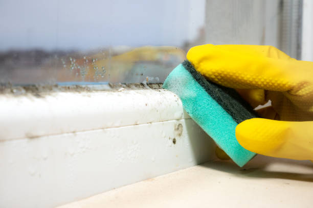 Best DIY Mold Remediation Support Services in Riverview, SC