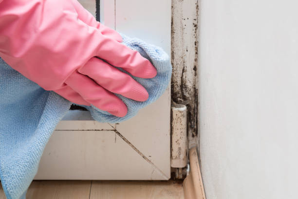 Best Residential Mold Remediation in Riverview, SC