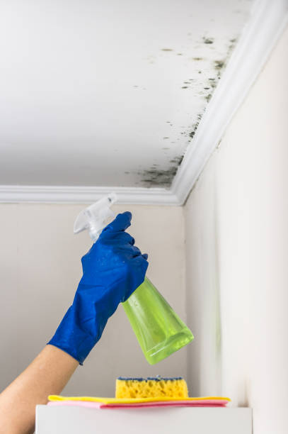Best Mold Testing and Inspection Services in Riverview, SC